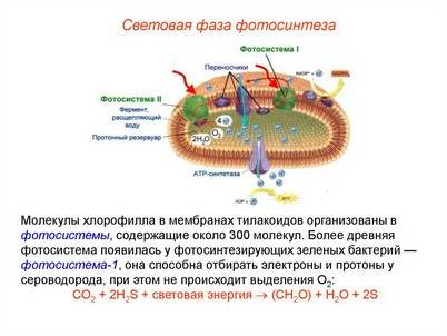 клеточную линию