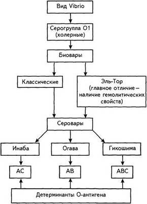 холера