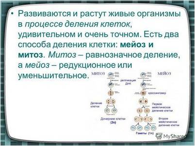 мышь клетки мышь клетки