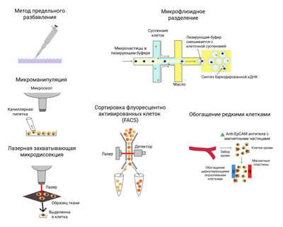 Одноядерное секвенирование РНК, капля за каплей Одноядерное секвенирование РНК, капля за каплей